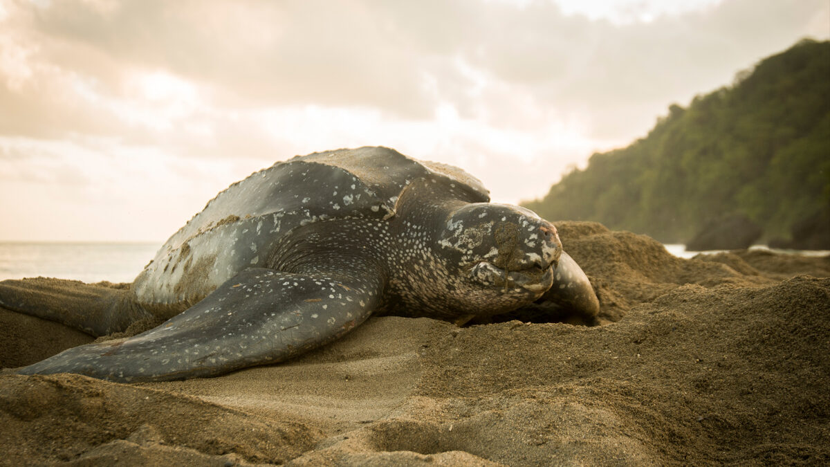 How Long can Turtles Live