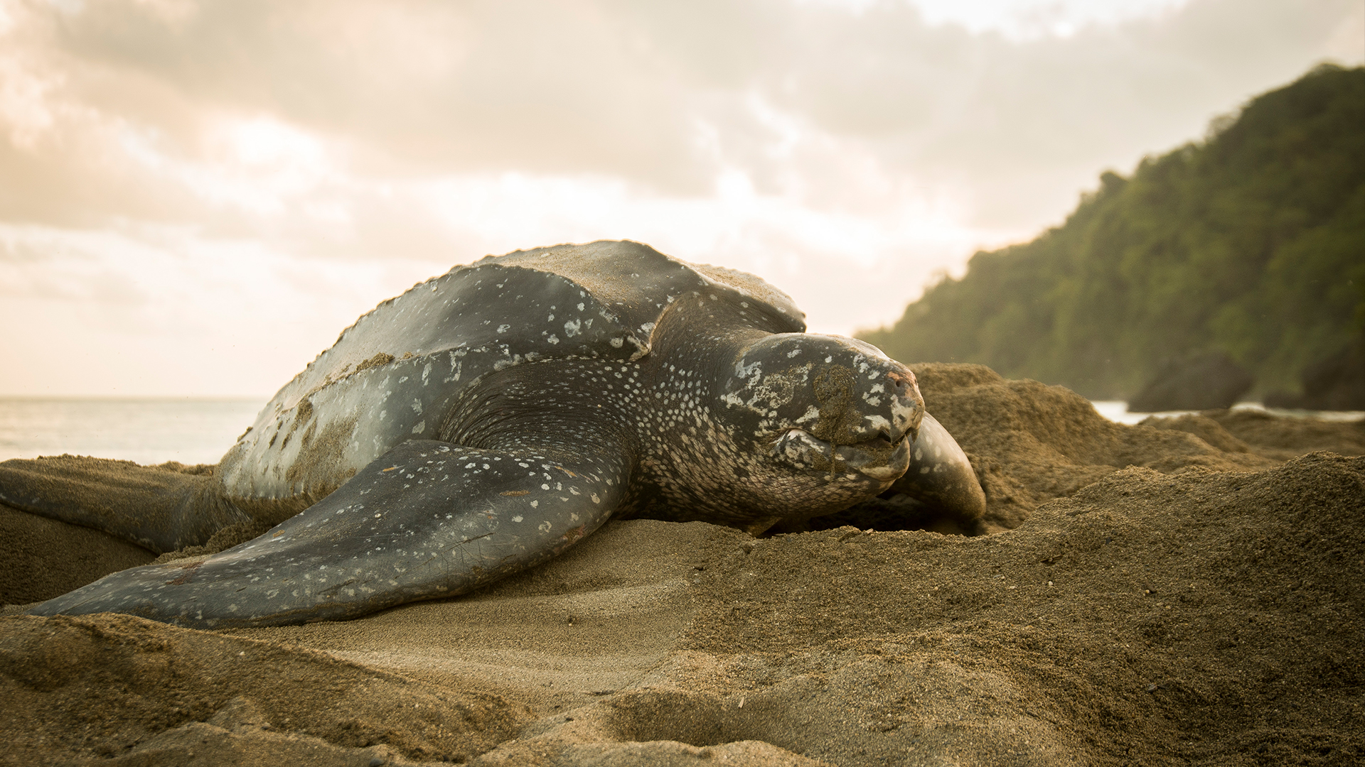How Long can Turtles Live
