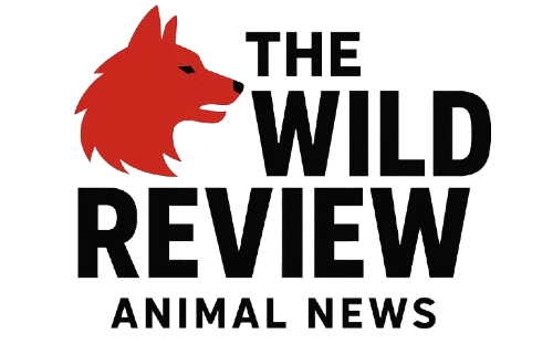 thewildreview